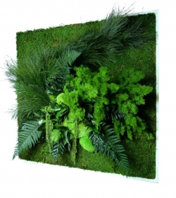 Nature Carr XL